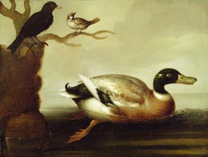 Yeşilbaş Ördek ve Diğer Kuşlar, c.1700